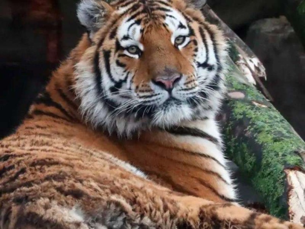 Una tigresa del zoológico de Nueva York dio positivo de coronavirus