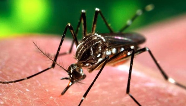 Los casos de dengue en la ciudad aumentaron y en la actualidad ya hay 134