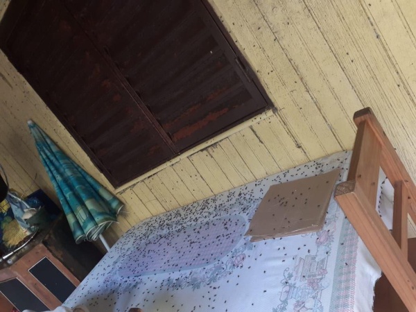 Vecinos hartos por la invasión de moscas en Ignacio Correas: &quot;No se puede vivir&quot;