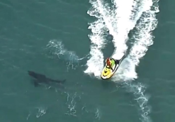 Conmoción: Un tiburón mató a un surfista de 60 años en Australia