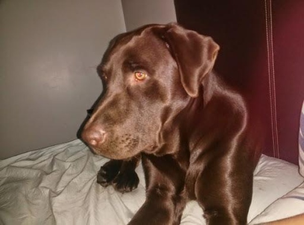 Una platense fue denunciada por tener relaciones sexuales con su perro