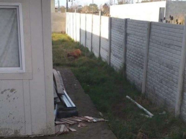 Se metió a robar a una casa y lo asesinaron dos perros pitbull