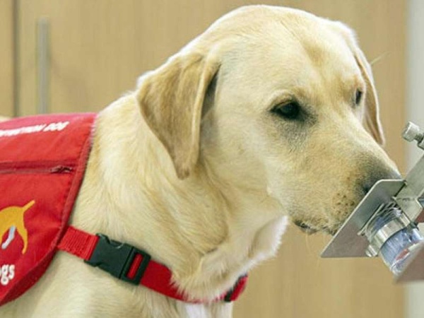 Entrenarán perros para la detección de coronavirus