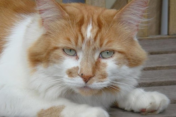 A los 31 años, murió el gato más longevo del mundo