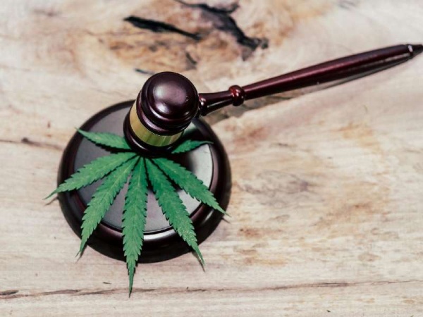 La Plata será testigo de una jornada inédita sobre el uso del cannabis medicinal