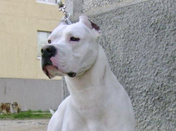 Despiadado maltrato animal en Berisso: cachorros serían entregados a un dogo para que los mate