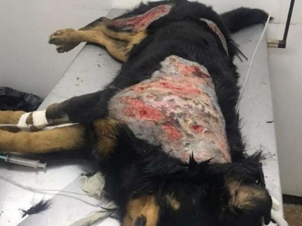 Una mujer de Berisso le tira agua hirviendo a los perros callejeros y genera la indignación de los vecinos