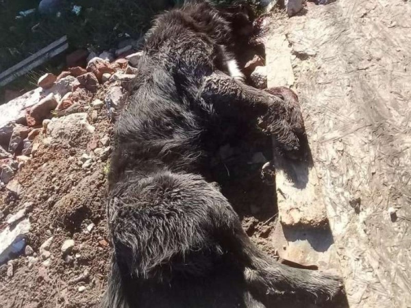 Asesinaron de un balazo a un perro luego de defender a un nene en conflicto vecinal en La Plata