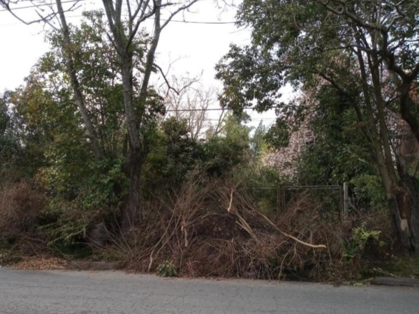 Temor en City Bell por ramas caídas sobre la calle: &quot;No sabes si anda algún loco escondido&quot;