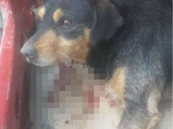 Un hombre encontró a un perrito atropellado en La Plata y busca a sus dueños