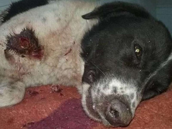 Fue apuñalado y abandonado por su dueño en La Plata y ella lo rescató: &quot;Perdió mucha sangre y necesito ayuda para pagar la veterinaria y salvarlo&quot;