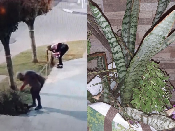 Dos abuelitas de La Plata salieron a robar de noche y quedaron filmadas: &quot;Me dio un flor de cachetazo&quot;