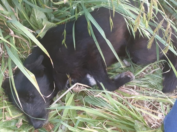 Por miedo a que se haga caca, la Municipalidad de La Plata rechazó castrar a una perrita: &quot;Fue totalmente vergonzoso, pagamos la castración nosotros&quot;