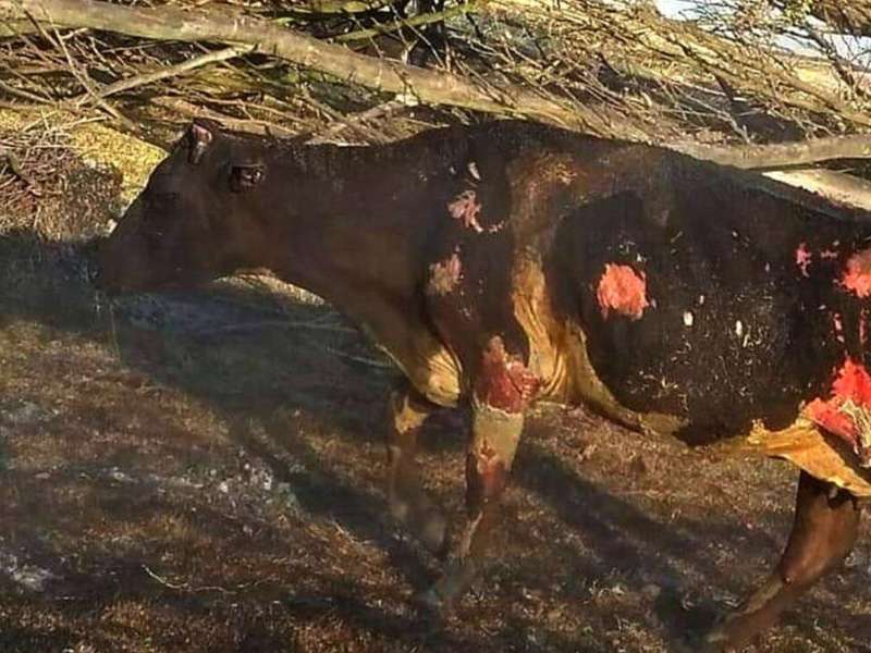 Denuncian que los incendios en Argentina causaron "una mortandad casi total"