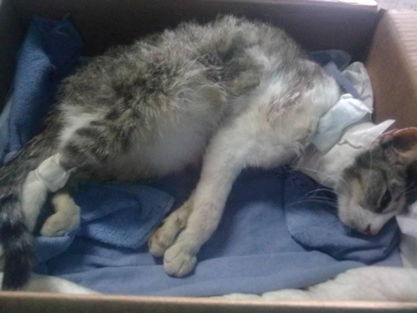 Un perro callejero de La Plata dejó a su gato en estado crítico y teme por su vida: &quot;No cuento con el dinero suficiente como para salvarle la vida&quot;