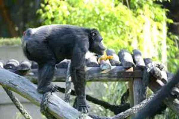 Tristeza en La Plata por la muerte de Tomy, el hist&oacute;rico chimpanc&eacute; del ex zool&oacute;gico