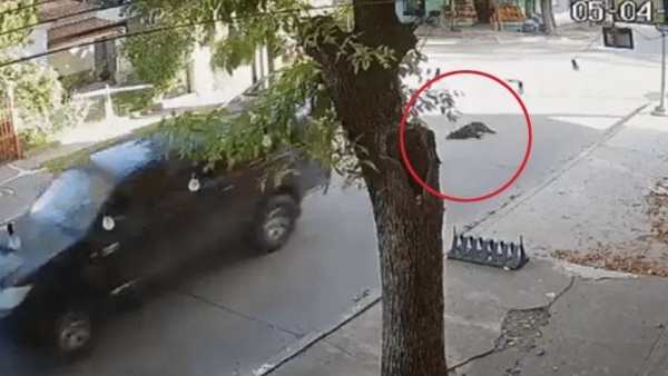 Vecinos de Gonnet piden identificar a un hombre que atropell&oacute; a un perro y &ldquo;sigui&oacute; como si nada&rdquo;