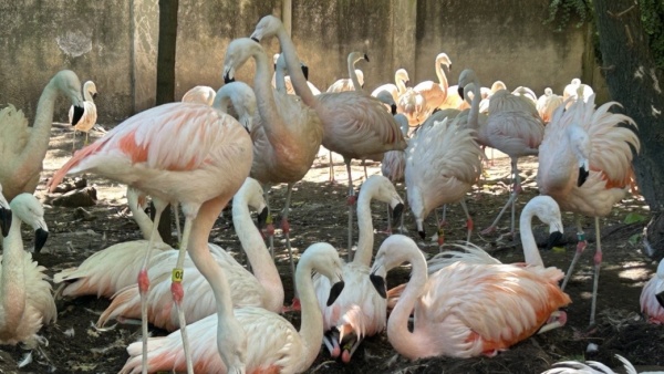 No pasaba desde 2016: el Bioparque de La Plata celebr&oacute; el nacimiento de 7 flamencos