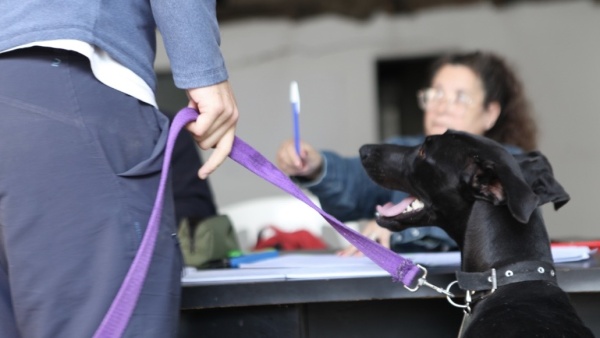 Despliegan en La Plata operativos veterinarios gratuitos en Altos de San Lorenzo y Lisandro Olmos