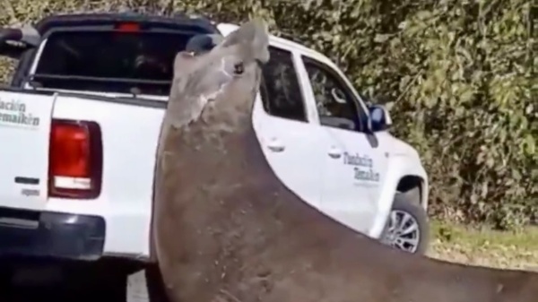 Un elefante marino apareci&oacute; en la costa de la Isla Santiago de Ensenada y sorprendi&oacute; a los vecinos