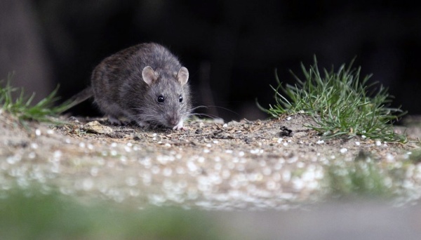 Tos, fiebre y muerte: el hantavirus ya infect&oacute; a 47 personas en 2026