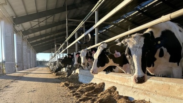 Menos tambos, m&aacute;s leche: la producci&oacute;n subi&oacute; 2% mientras desaparecen 226 tambos en Argentina
