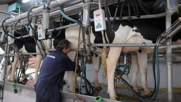 La producci&oacute;n l&aacute;ctea argentina toc&oacute; m&aacute;ximos en 10 a&ntilde;os y las exportaciones pegaron salto a 14 a&ntilde;os