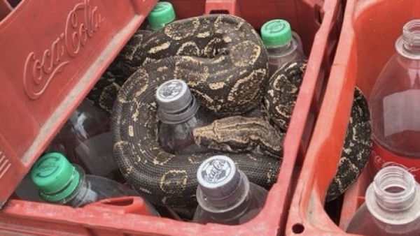 P&aacute;nico en planta de gaseosas en C&oacute;rdoba: encontraron una serpiente de m&aacute;s de 2 metros entre las botellas