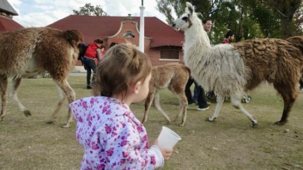 &ldquo;Educar no es exhibir&rdquo;: la campa&ntilde;a que rechaza el regreso de animales a la Rep&uacute;blica de los Ni&ntilde;os