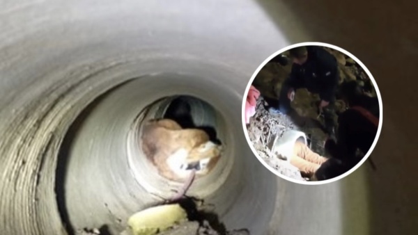 Final feliz en Berisso: rescataron a una perra y sus ocho cachorros atrapados en un desag&uuml;e