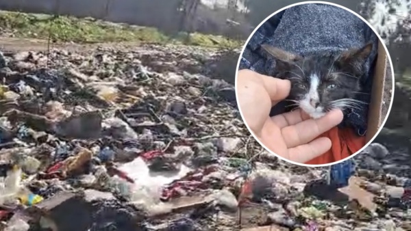 Indignaci&oacute;n en La Plata por un basural a cielo abierto donde hasta abandonan animales vivos