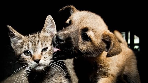 Urgente pedido solidario en La Plata: una agrupaci&oacute;n que rescata animales necesita reunir m&aacute;s de $5 millones en 48 horas