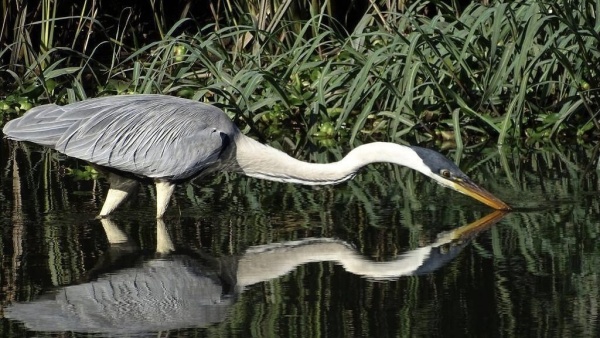 Un tesoro natural a minutos de La Plata ya tiene su primera reserva privada