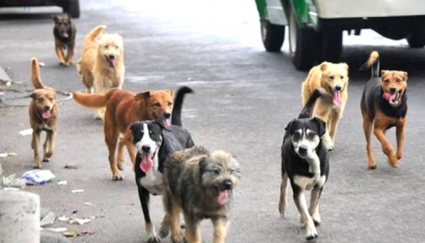 Una feria solidaria en La Plata buscar&aacute; reunir donaciones para ayudar a perros y gatos rescatados durante el invierno