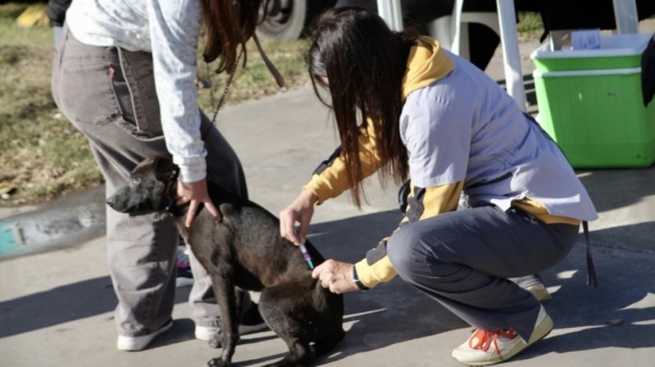 Vacunaci&oacute;n antirr&aacute;bica y castraciones gratuitas en La Plata: d&oacute;nde estar&aacute;n los operativos y c&oacute;mo sacar turno