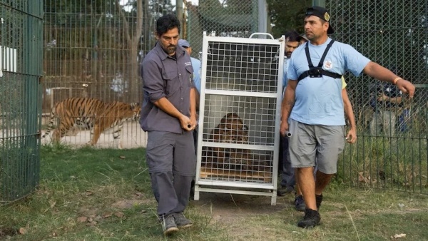 Despu&eacute;s de a&ntilde;os de espera, 30 grandes felinos ser&aacute;n trasladados desde el ex Zool&oacute;gico de Luj&aacute;n