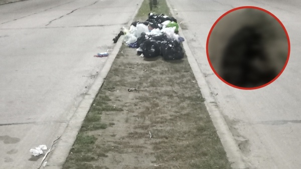 Otro perro muri&oacute; atropellado en la avenida 44 y vecinos de La Plata vuelven a exigir medidas para frenar las picadas