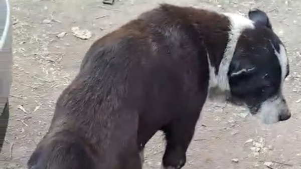 Crueldad en La Plata: rescataron a un perro que sufri&oacute; m&aacute;s de un a&ntilde;o de feroz maltrato y pelea por su vida