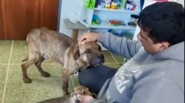 Rescataron a tres animales en La Plata tras una denuncia por presunto maltrato y semanas de reclamos