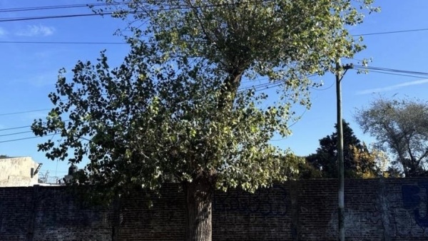 Reclama hace a&ntilde;os por &aacute;rboles de 30 metros y recibi&oacute; una llamativa respuesta: &ldquo;Hay un solo inspector para toda La Plata