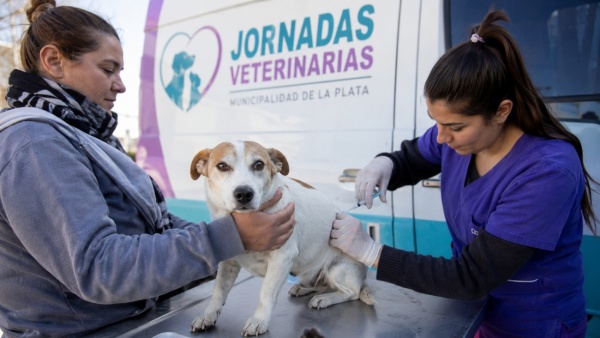 La Plata tendr&aacute; nuevas jornadas veterinarias con vacunaci&oacute;n antirr&aacute;bica y castraciones gratuitas