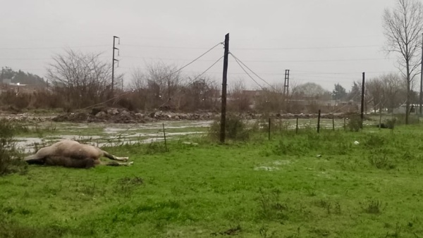 Macabro hallazgo en un campo de La Plata: encontraron muertos a un hombre y un caballo junto a un alambrado electrificado