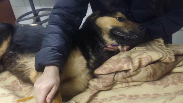 Atropellaron y arrastraron a un perro en City Bell: buscan testigos y al conductor de una camioneta