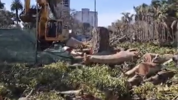&ldquo;Deforestaci&oacute;n violenta&rdquo;: vecinos del Parque Saavedra cuestionan la extracci&oacute;n de &aacute;rboles