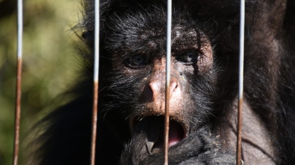 Buscan reabrir el Bioparque de La Plata y sumar gesti&oacute;n privada