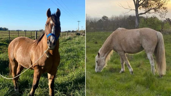 Robaron dos caballos en la zona de Abasto en La Plata y sus due&ntilde;os piden ayuda para encontrarlos