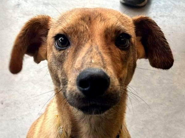 Le dieron refugio a un perro en una heladería platense tras un año en la calle, se encariñaron y tuvo un final celebrado