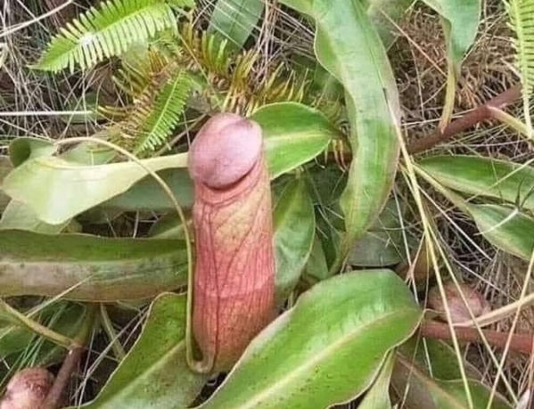"Esa planta es una verg...": la foto de una "Nepenthes" carnívora que provocó los chistes de todos y se hizo viral