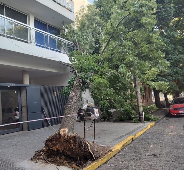 Un árbol añejo quedó al borde de la caída en Barrio Norte producto de la tormenta
