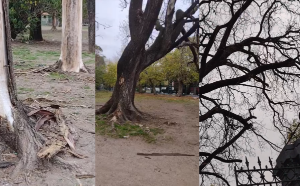 Vecinos exigen la poda de los árboles en Parque Saavedra